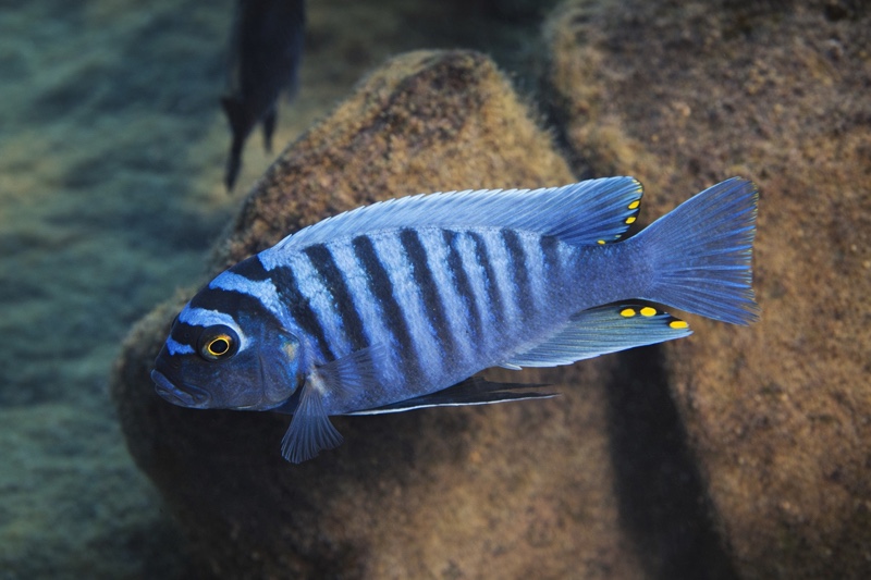 Maylandia zebra 'Metangula'